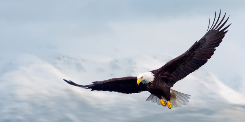 ¿Eres águila o perdiz?
