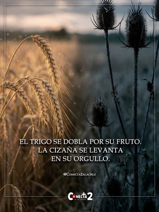 El trigo se dobla por su fruto...