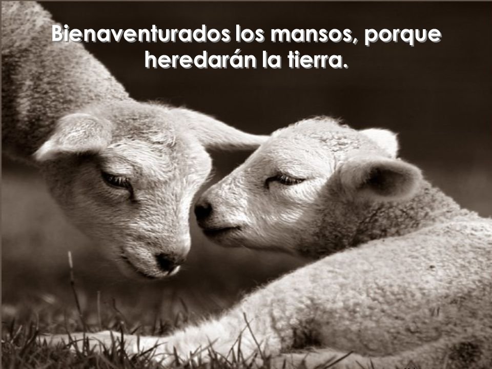 Seamos mansos de corazón