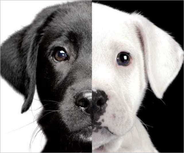 ¿Cuál perro alimentarás?